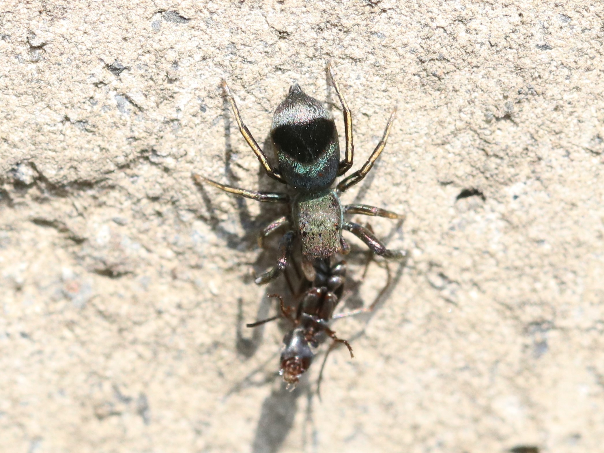 蟻を食べるアオオビハエトリ
